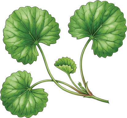Centella
