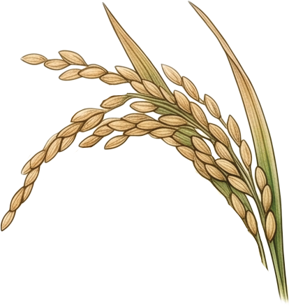 Rice